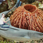 Ein mittels Bluebox-Technik entstandenes Bild: Eine junge Frau sitzt auf einem Fisch in einer Unterwasserszene