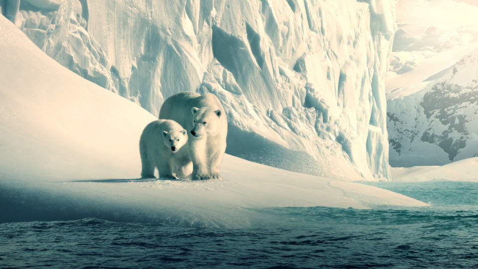 Zwei Eisbären vor einer Gletscherwand