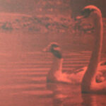 Bild in rot gefärbten Licht, Schwäne und Enten auf einem See