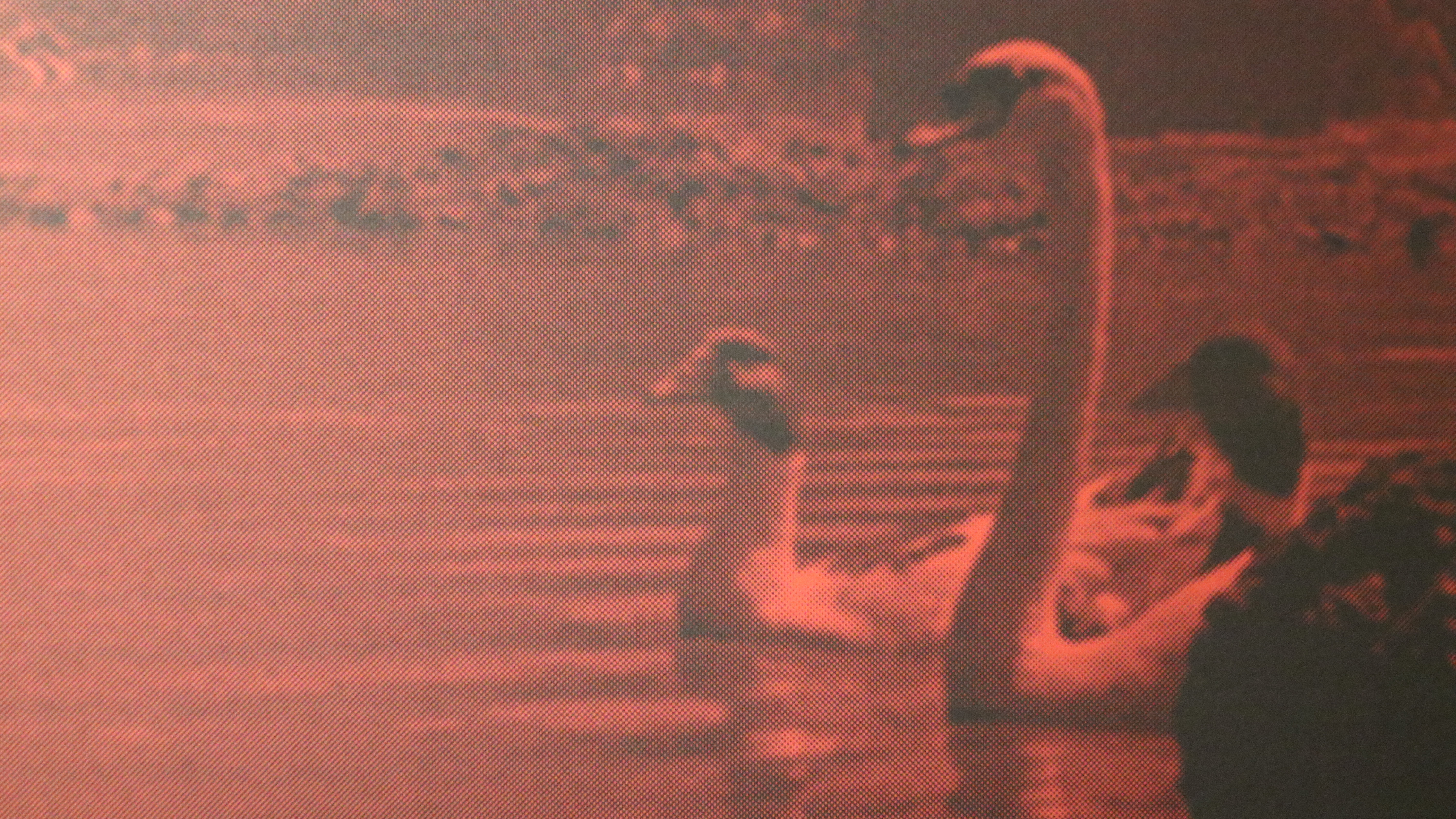 Bild in rot gefärbten Licht, Schwäne und Enten auf einem See