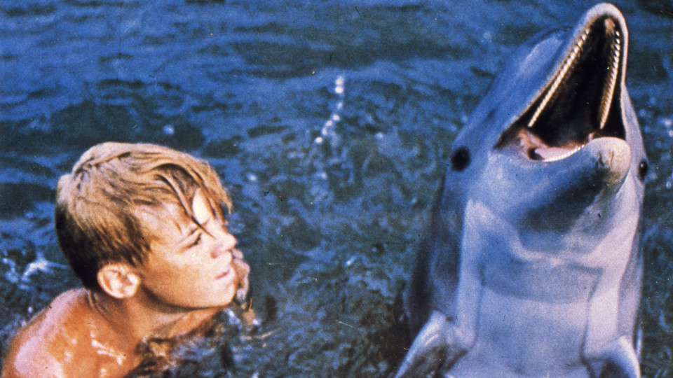 Filmstill aus Flipper: Ein Junge mit einem Delfin im Wasser