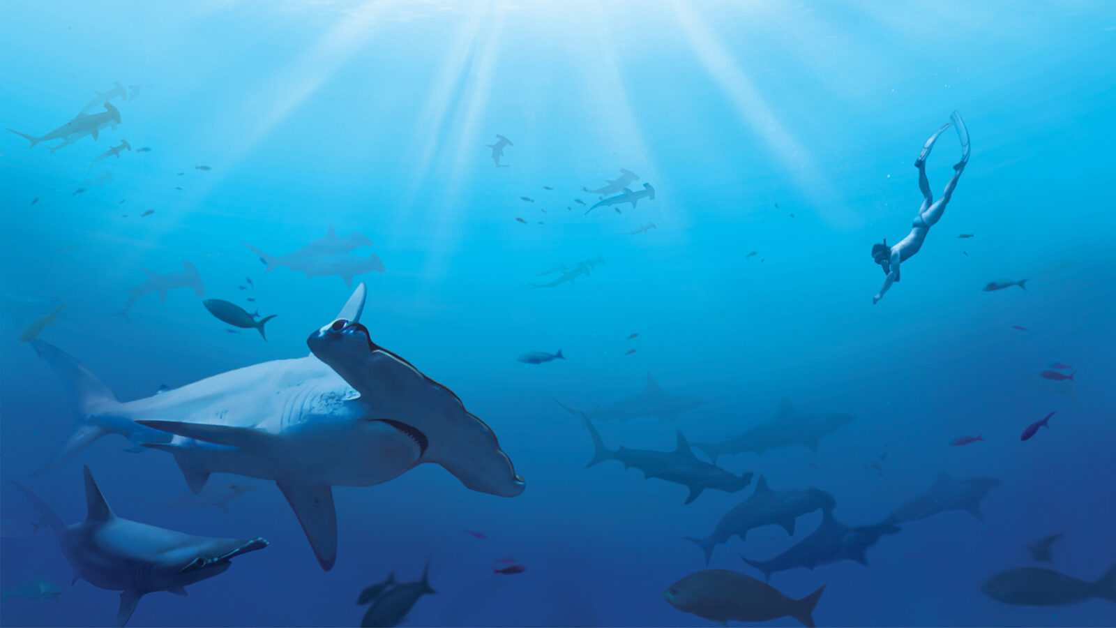 Sharkwater – Wenn Haie sterben Kanada 2006. R: Rob Stewart.