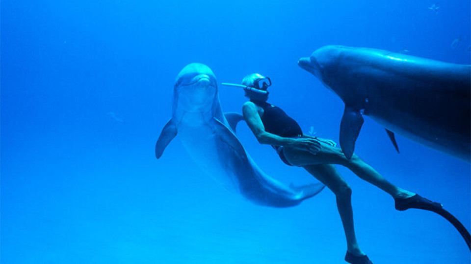 Film still from "Dolphin Man" showing a diver with two dolphins