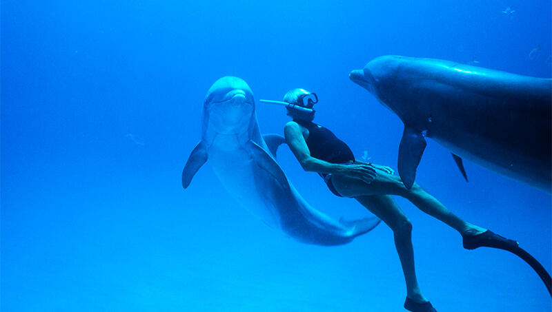 Eine Person mit Schwimmflossen, Taucherbrille und Schnorchel schwimmt mit zwei Delfinen in hellblauem Wasser.